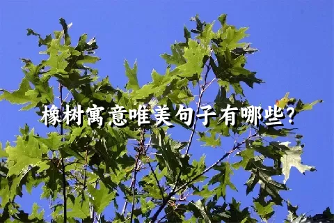 橡树寓意唯美句子有哪些？