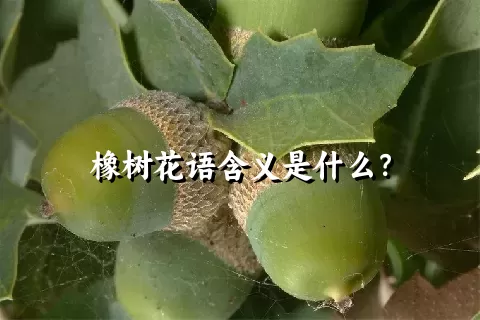 橡树花语含义是什么？