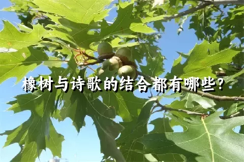 橡树与诗歌的结合都有哪些？