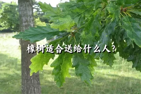 橡树适合送给什么人？