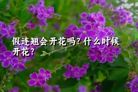 假连翘会开花吗？什么时候开花？