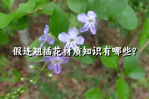 假连翘插花材质知识有哪些？