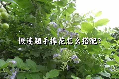 假连翘手捧花怎么搭配？