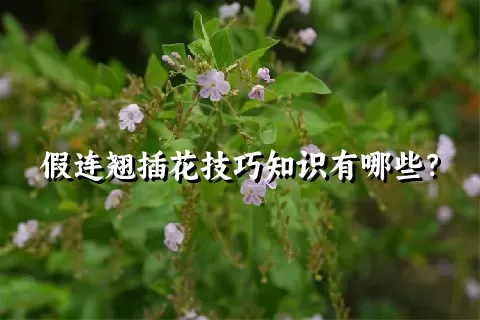 假连翘插花技巧知识有哪些？