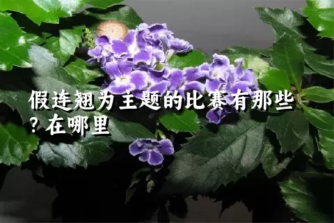 假连翘为主题的比赛有那些？在哪里