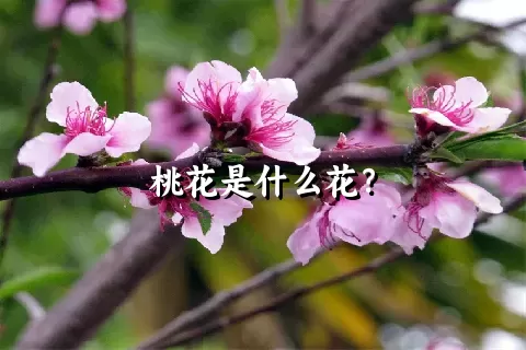 桃花是什么花？