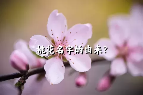 桃花名字的由来？