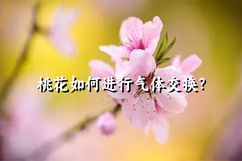 桃花如何进行气体交换？