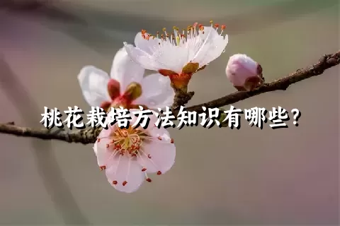 桃花栽培方法知识有哪些？