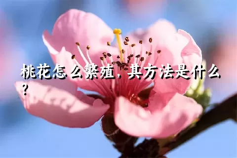 桃花怎么繁殖，其方法是什么？