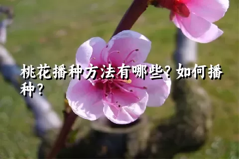 桃花播种方法有哪些？如何播种？