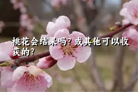 桃花会结果吗？或其他可以收获的？