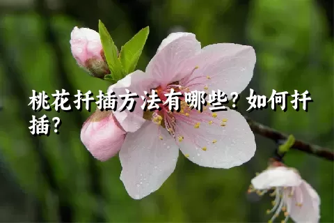 桃花扦插方法有哪些？如何扦插？