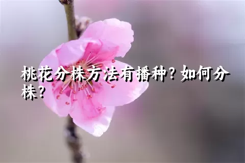 桃花分株方法有播种？如何分株？