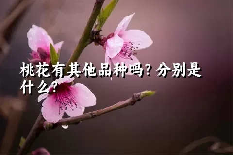 桃花有其他品种吗？分别是什么？