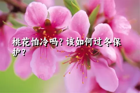 桃花怕冷吗？该如何过冬保护？