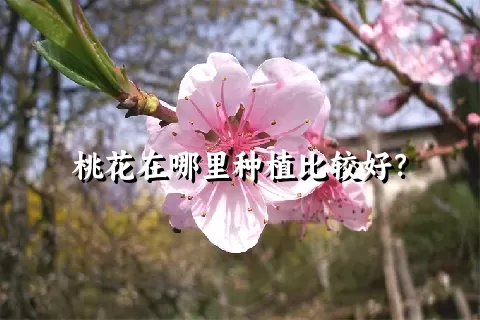 桃花在哪里种植比较好？