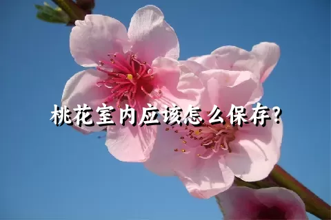 桃花室内应该怎么保存？