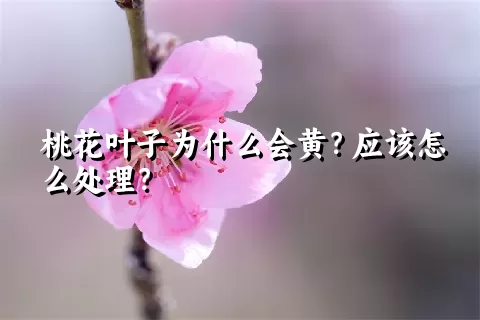 桃花叶子为什么会黄？应该怎么处理？