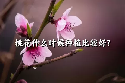 桃花什么时候种植比较好？