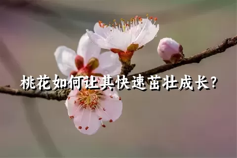 桃花如何让其快速茁壮成长？