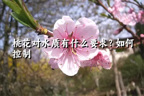 桃花对水质有什么要求？如何控制