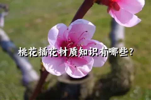 桃花插花材质知识有哪些？