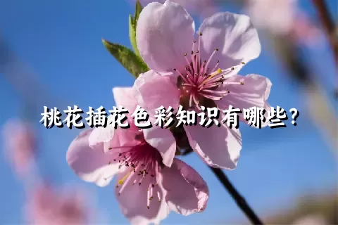 桃花插花色彩知识有哪些？