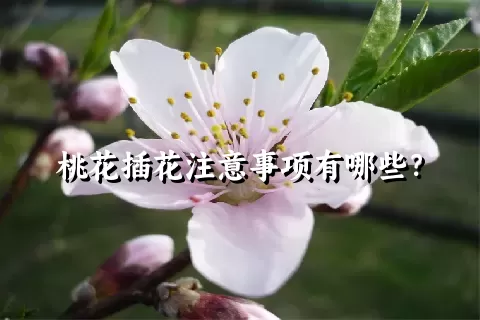 桃花插花注意事项有哪些？