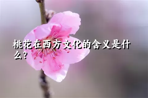 桃花在西方文化的含义是什么？