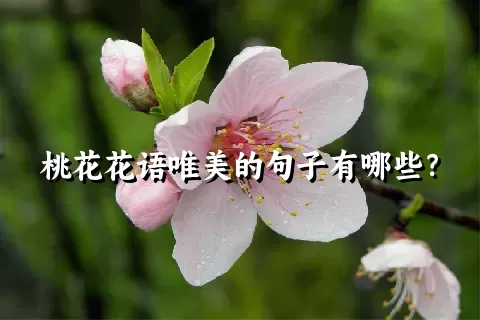 桃花花语唯美的句子有哪些？