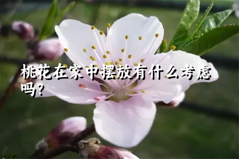 桃花在家中摆放有什么考虑吗？