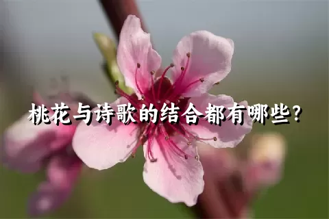 桃花与诗歌的结合都有哪些？