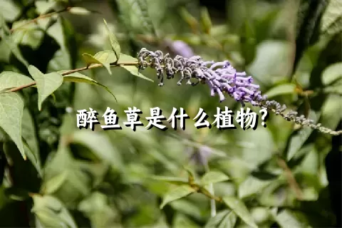 醉鱼草是什么植物?