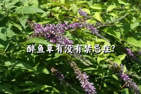 醉鱼草有没有禁忌症?