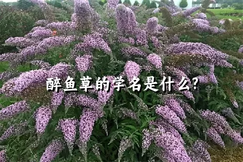 醉鱼草的学名是什么?