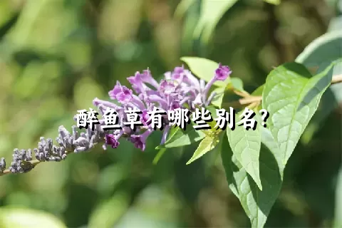 醉鱼草有哪些别名?