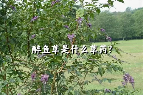 醉鱼草是什么草药?