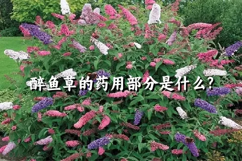 醉鱼草的药用部分是什么?