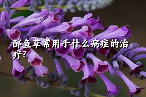 醉鱼草常用于什么病症的治疗?