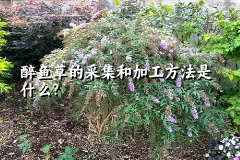 醉鱼草的采集和加工方法是什么?