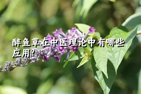 醉鱼草在中医理论中有哪些应用?