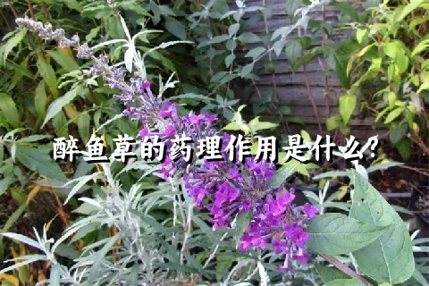 醉鱼草的药理作用是什么?