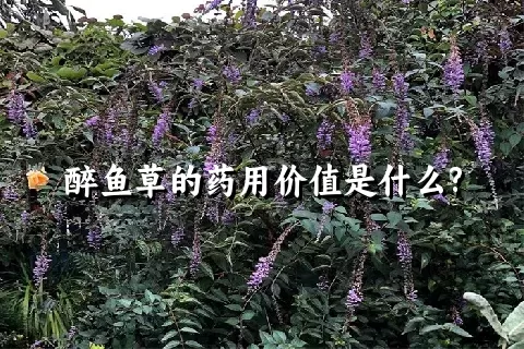 醉鱼草的药用价值是什么?