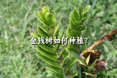 金钱树如何种植？