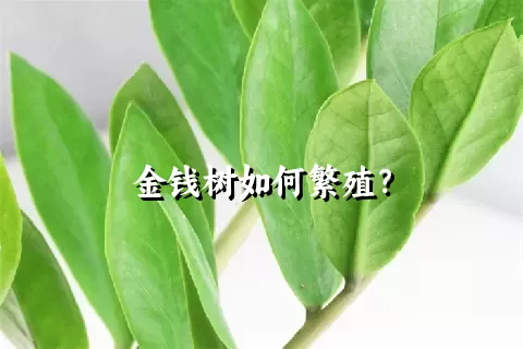 金钱树如何繁殖？