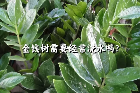 金钱树需要经常浇水吗？