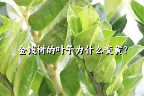 金钱树的叶子为什么变黄？