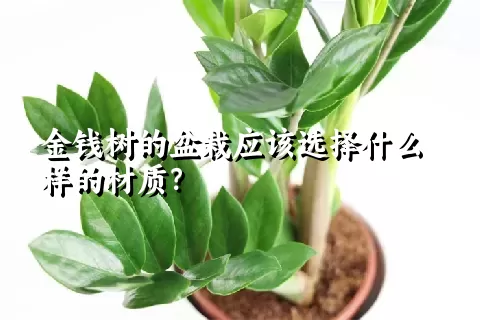 金钱树的盆栽应该选择什么样的材质？