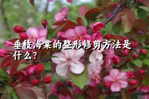 垂枝海棠的整形修剪方法是什么？